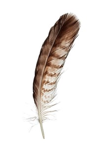 Bird feather-185215511_lr